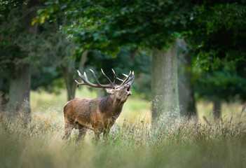 Deer male buck ( Cervus elaphus ) during rut
