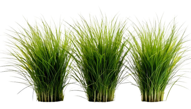 Three Switchgrass Sprigs in Studio Spotlight.