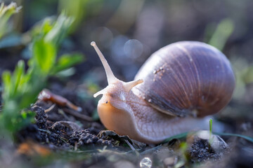Close-Up of a Snail Crawling on Soil in Natural Setting. Ant on Snail