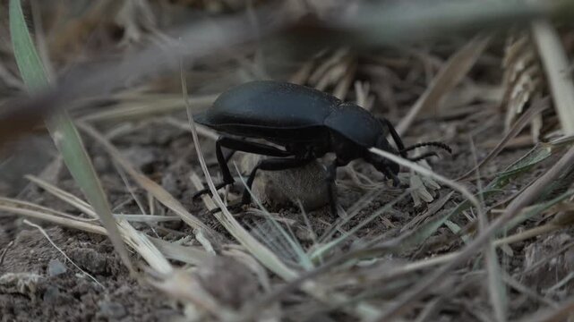 Black Beetle Blaps Lethifera 4K Macro Closeup Video
