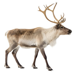 Fototapeta premium A majestic reindeer with large antlers walks gracefully isolated on a transparent background