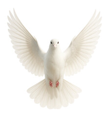 Obraz premium White dove in mid-flight.