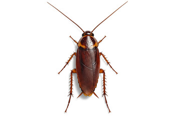 Detailed macro view of a common cockroach specimen isolated on a clean white background, perfect for pest control and scientific illustration needs.