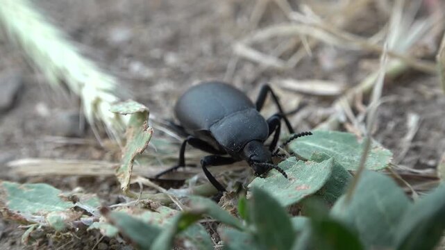 Black Beetle Blaps Lethifera Eating a Green Leaf 4K Macro Closeup Video