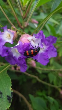 Blister bettle seen on the Karvi flower (Strobilanthes callosa) in the western ghats of India.