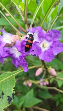 Blister bettle seen on the Karvi flower (Strobilanthes callosa) in the western ghats of India.