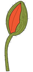 Poppy Bud Opening
