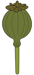 Poppy Seed Capsule