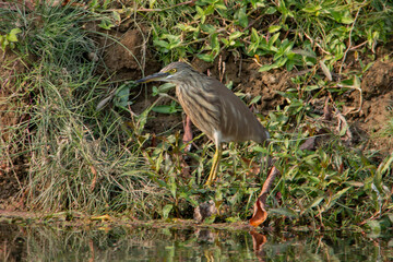 Pond Heron Standing on Grassy Riverbank in Wetlands