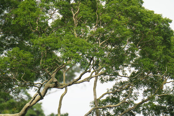  tree branches of tall tree in the forest