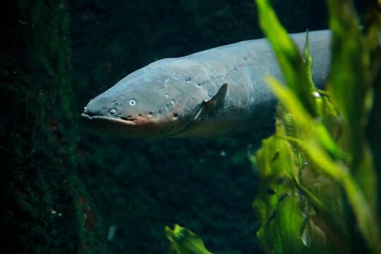 Zitteraale (Electrophorus) S&uuml;damerika, Amazonasgebiet 