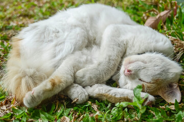 Cats, also known as domestic cats or house cats, are a type of carnivorous mammal in the family...