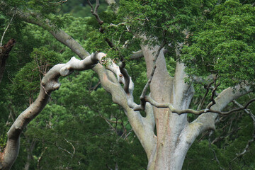  tree branches of tall tree in the forest