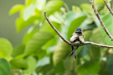 Whiskered Treeswift (Hemiprocne comata)bird is brooding its chicks in a nest on a branch.