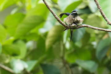 Whiskered Treeswift (Hemiprocne comata)bird is brooding its chicks in a nest on a branch.