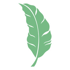 Fototapeta premium Illustration of a single green banana leaf with visible veins on a white background isolated element