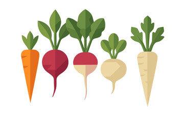 Assortment of fresh root vegetables including carrots beets radishes turnips and parsnips with green leaves