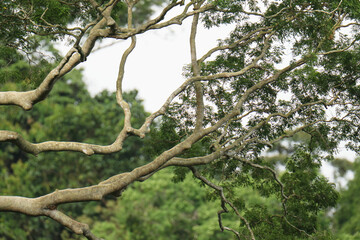  tree branches of tall tree in the forest