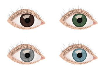 Set of Human Eyes in Different Colors. Brown, Blue, Green, Gray. Anatomical Vector Illustration