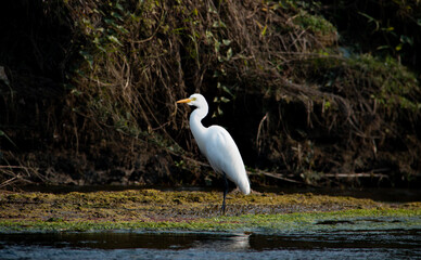 Elegant Great Egret Standing Gracefully on Riverbank