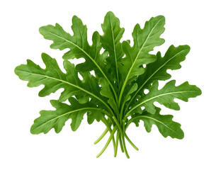 Fresh green arugula leaves.