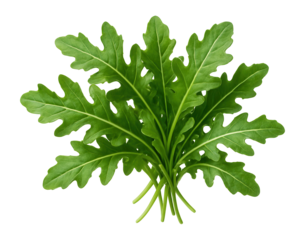 Fresh green arugula leaves.