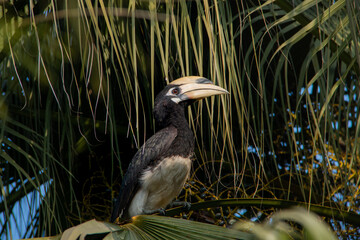 Oriental Pied Hornbill Resting Among Palm Leaves