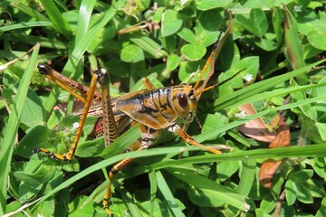 Tropical grasshopper on the grass in Florida nature, closeup 