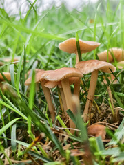 A group of small edible honey mushrooms growing in the grass close-up
