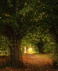 autumn in the forest