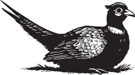 Detailed black and white illustration of a male pheasant bird with long tail feathers and intricate plumage on a white background