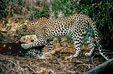 leopard with porcupine kill
