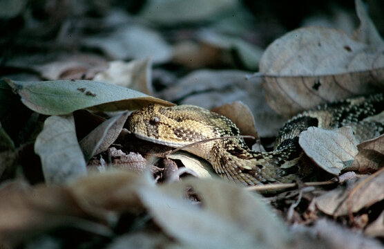 puffadder snake camouflaged