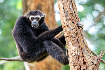 gibbon closeup portrait