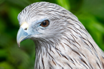 Closeup hawk face and eyes