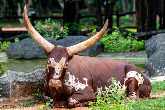 ankole watusi