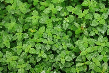 background of green leaves