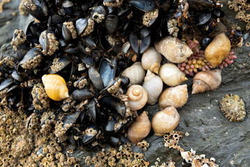 Colony of dog whelks and egg clusters,mussels barnacles and limpets covering rock