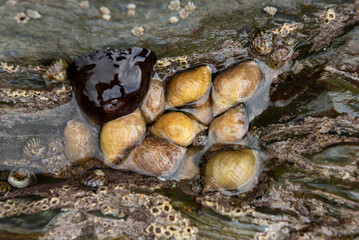 Colony of dog whelks in rock pool partially covered in sea water with sea anemone on the left