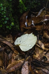 Leaves placed on the forest floor, and water droplets are formed on the leaves. Leaves and water droplets symbolize the vitality of the forest, creating a moist atmosphere.
