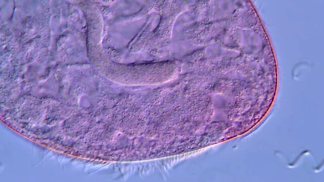 Blepharisma protozoan detail under microscopy view High Resolution 