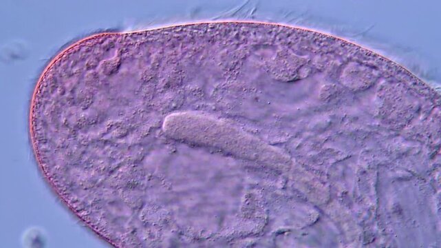 Freshwater Blepharisma ciliate detail under microscopy view High Resolution 