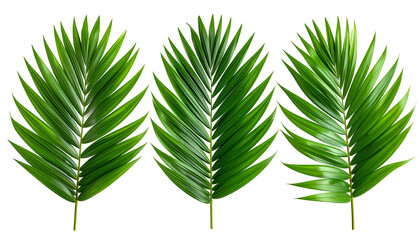 Three vibrant green palm fronds arranged horizontally.  
