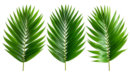 Three vibrant green palm fronds arranged horizontally.  