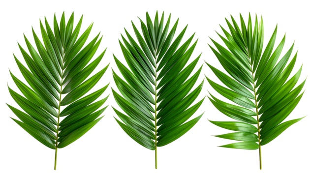Three vibrant green palm fronds arranged horizontally.  