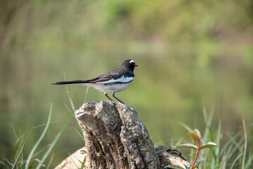 Oriental Magpie-Robin Resting on a Rock
