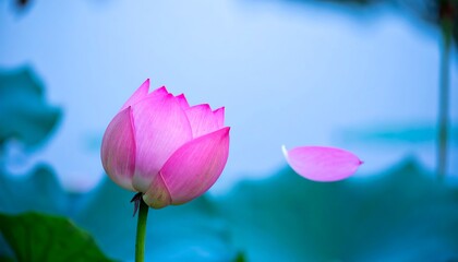 Delicate pink lotus flower in soft focus