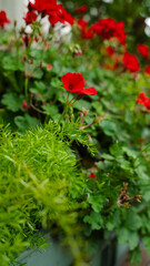 Fototapeta premium Beautiful red blossom captured in natural light, crisp petals standing out against soft greenery in background
