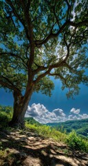 Fototapeta premium Lush tree canopy over a hillside