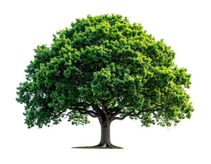 Lush green tree against black background